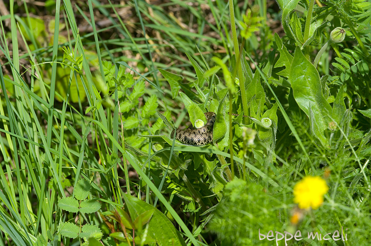 Natrix natrix ...al sole