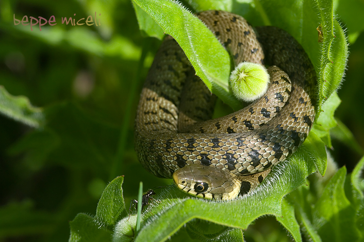 Natrix natrix ...al sole