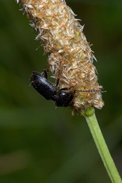 Plantago cfr. lanceolata  ( e Ditomus clypeatus )