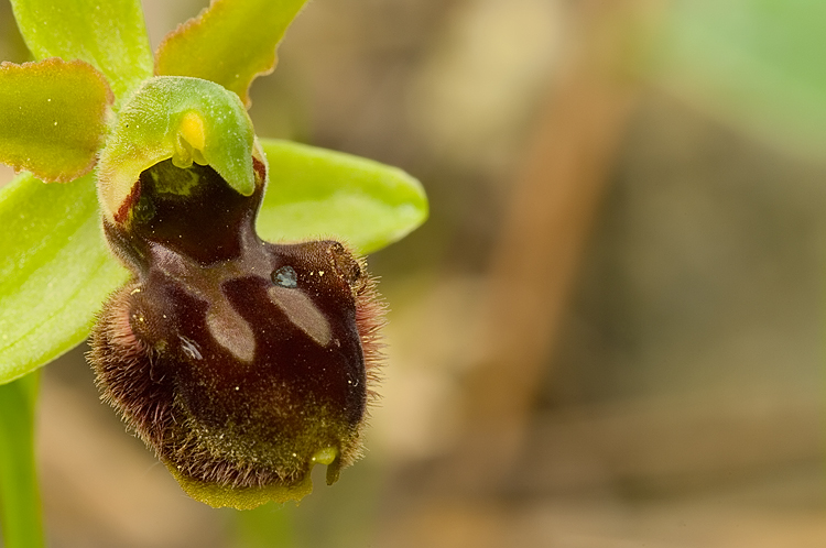 Ophrys sphegodes