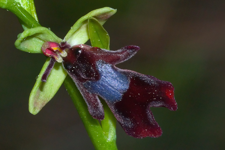 Ophrys insectifera