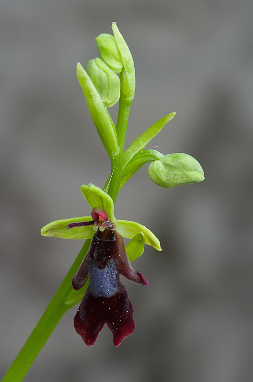 Ophrys insectifera