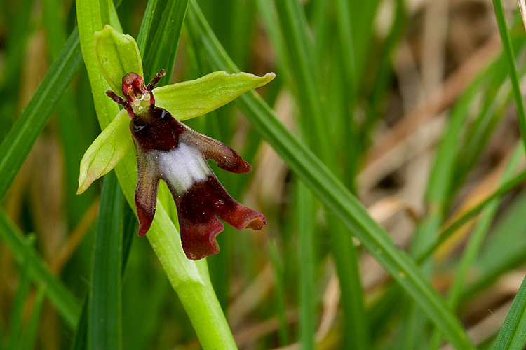 Ophrys insectifera