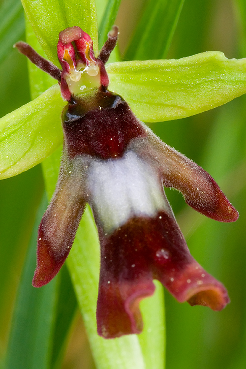 Ophrys insectifera