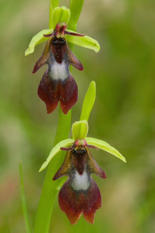 Ophrys insectifera