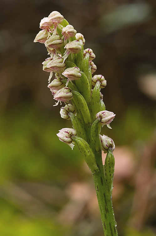 Orchidee del Chianti 2009