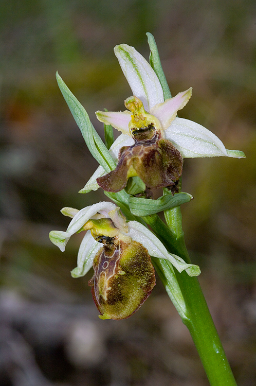 Ophrys holosericea?