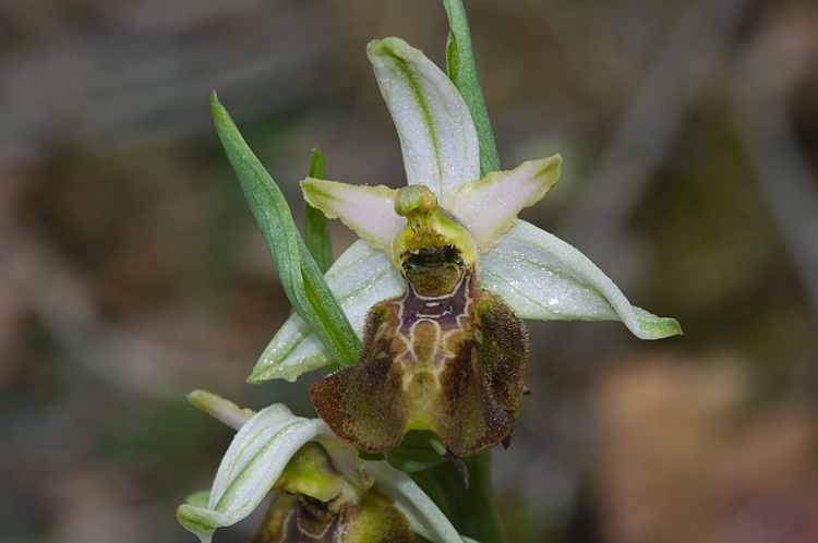 Ophrys holosericea?