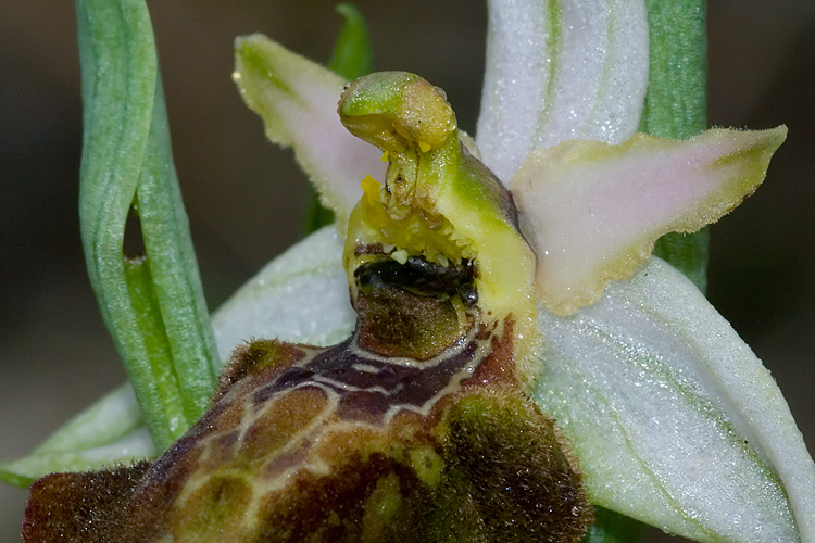 Ophrys holosericea?