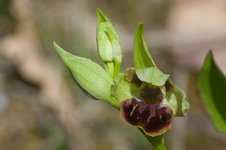 Una strana Ophrys