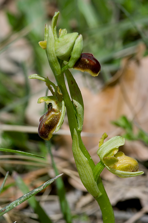 Una strana Ophrys