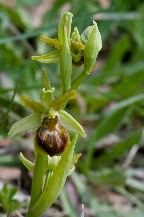 Una strana Ophrys