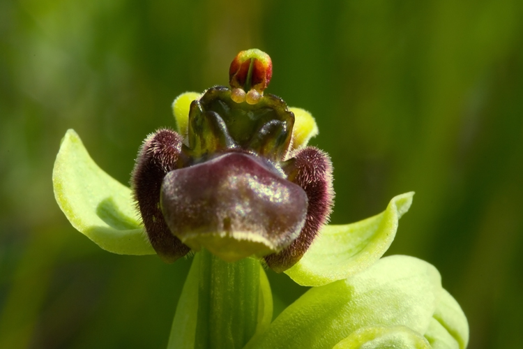 Ophrys bombyliflora