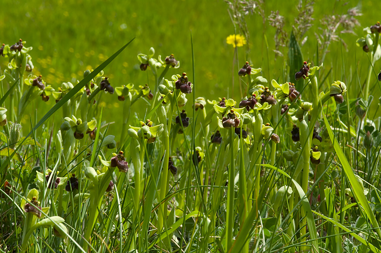 Ophrys bombyliflora