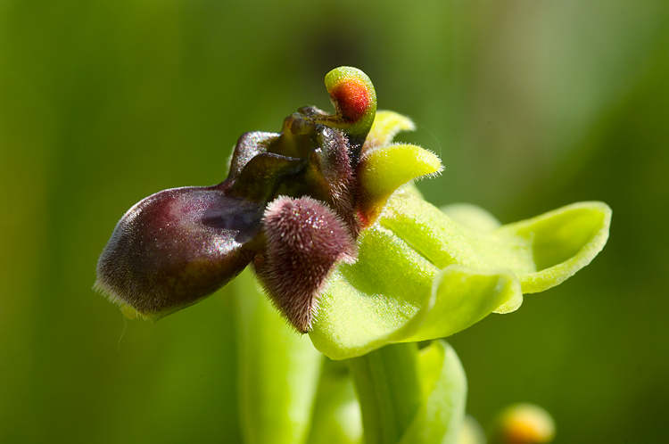 Ophrys bombyliflora