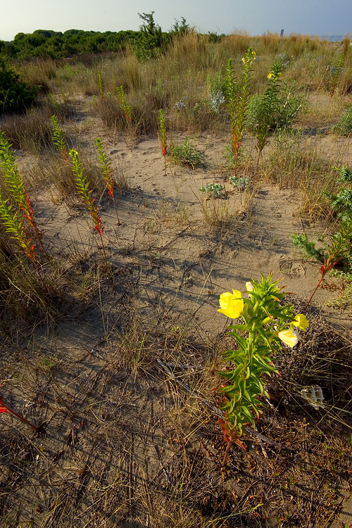 Oenothera biennis / Enagra comune