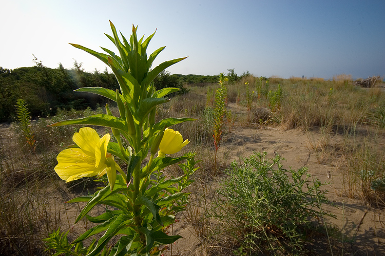 Oenothera biennis / Enagra comune