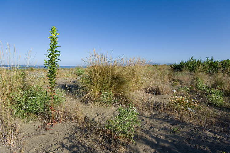 Oenothera biennis / Enagra comune