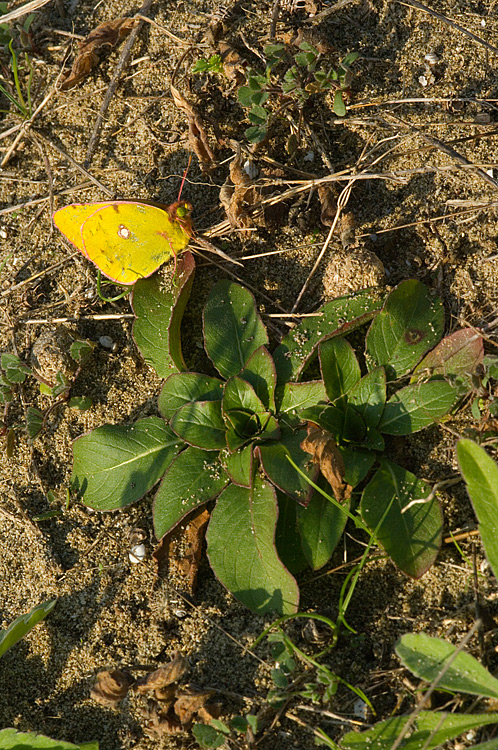 Oenothera biennis / Enagra comune