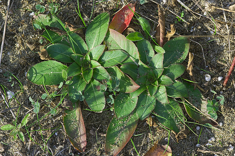 Oenothera biennis / Enagra comune