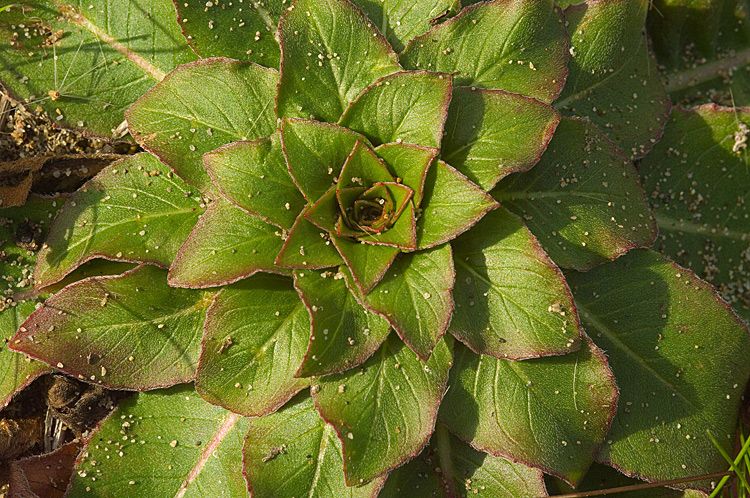 Oenothera biennis / Enagra comune