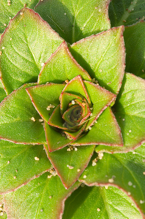 Oenothera biennis / Enagra comune