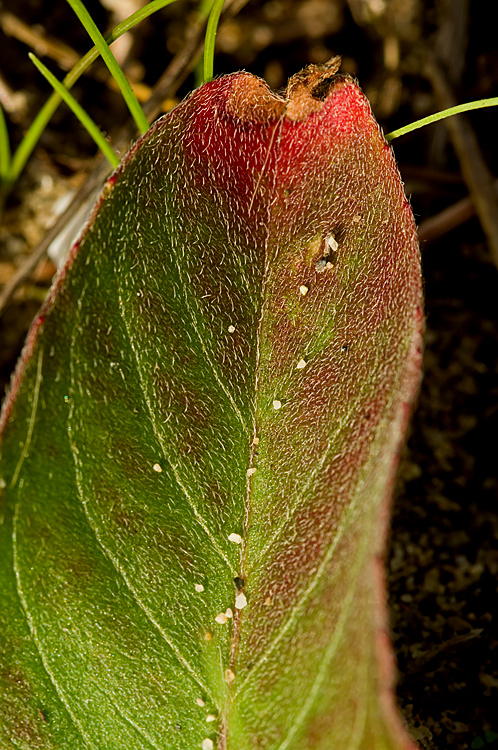 Oenothera biennis / Enagra comune