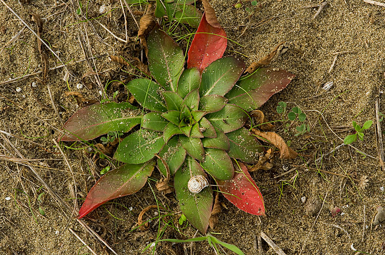 Oenothera biennis / Enagra comune