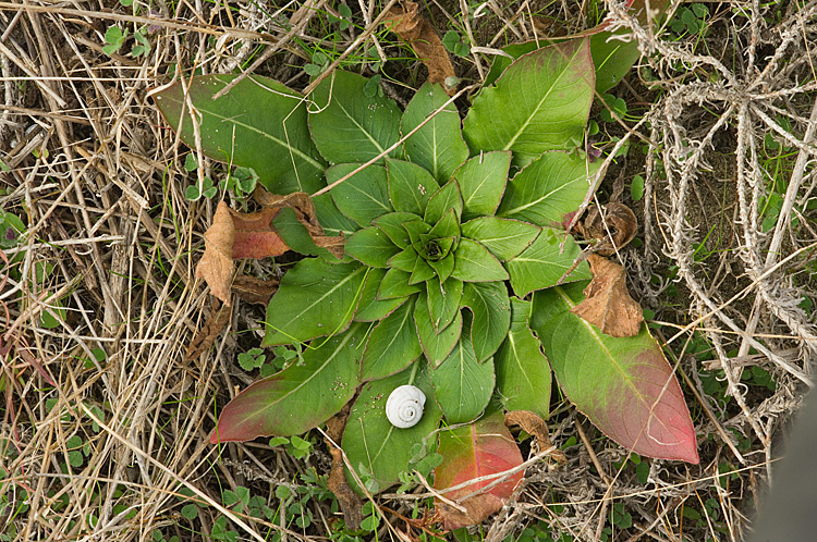 Oenothera biennis / Enagra comune