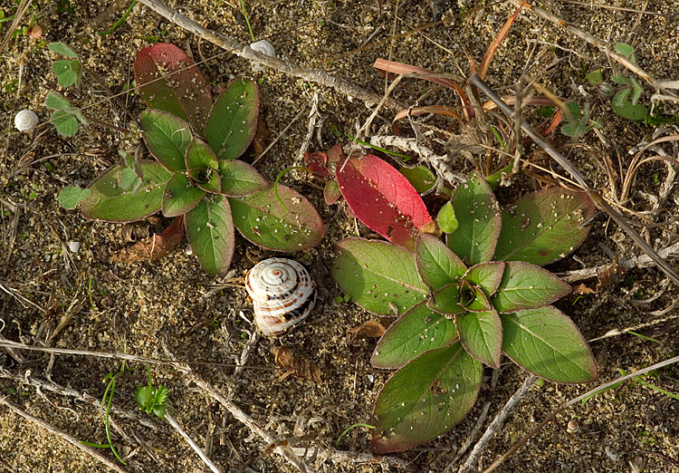 Oenothera biennis / Enagra comune