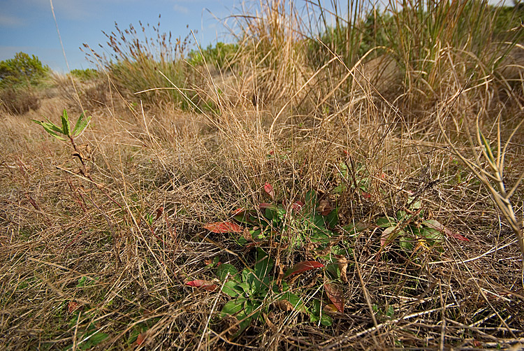 Oenothera biennis / Enagra comune