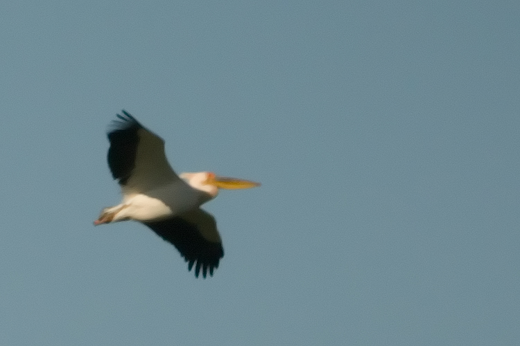 Pellicano Fiorentino - Pelecanus onocrotalus