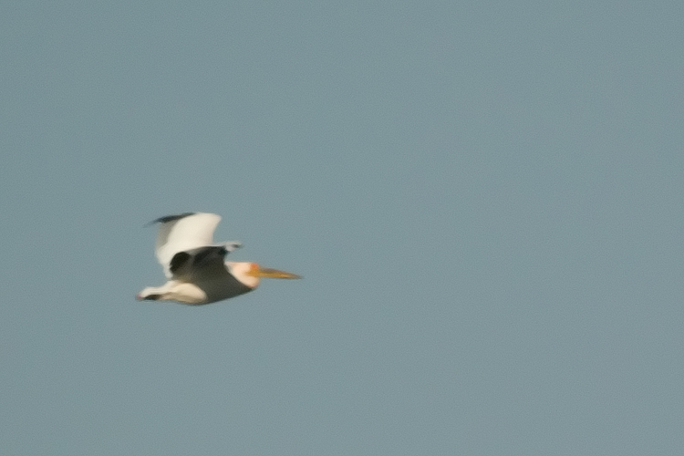 Pellicano Fiorentino - Pelecanus onocrotalus