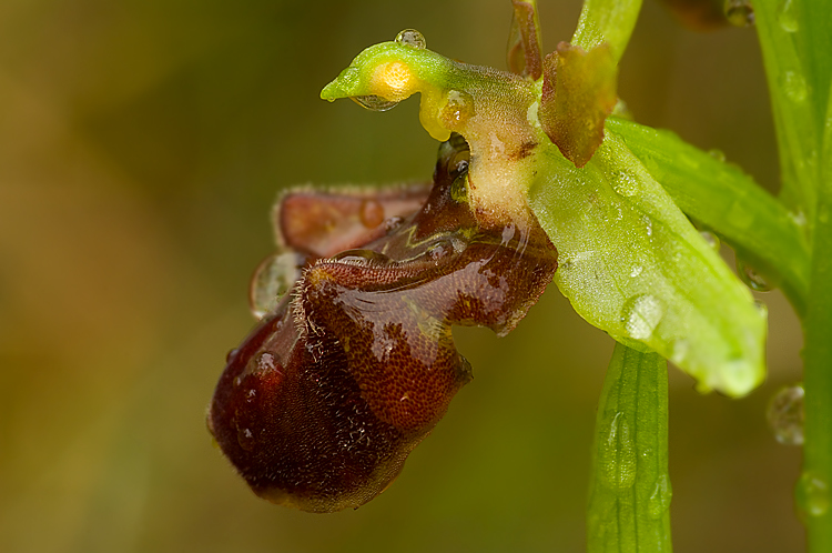 Orchidee del Chianti 2009