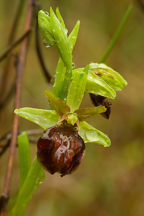 Orchidee del Chianti 2009