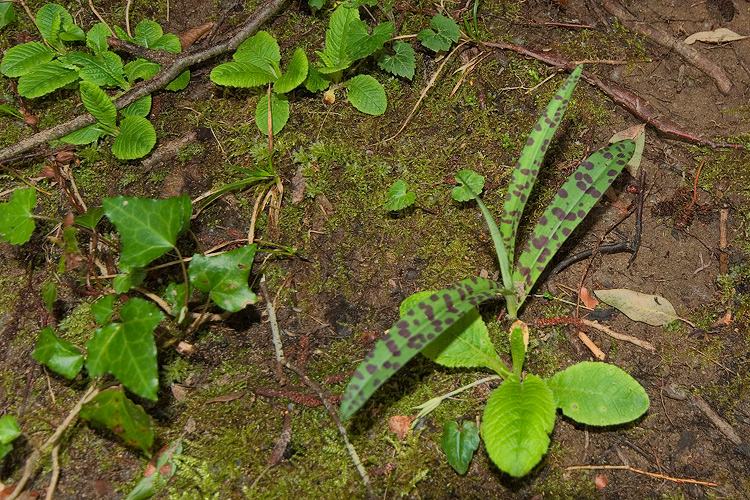 Neotinea Maculata o Himantoglossum adriaticum ?