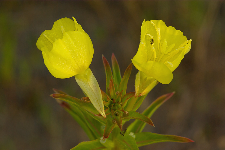 Oenothera biennis / Enagra comune