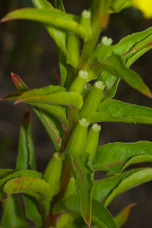 Oenothera biennis / Enagra comune