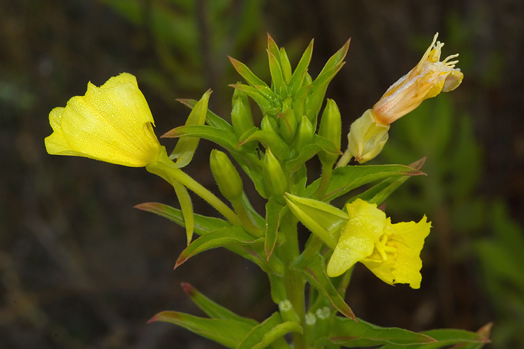 Oenothera biennis / Enagra comune