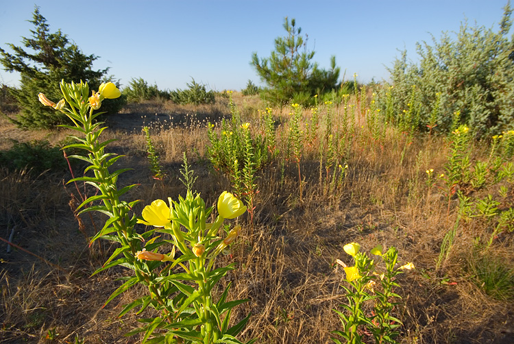 Oenothera biennis / Enagra comune