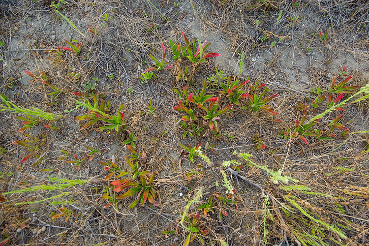 Oenothera biennis / Enagra comune