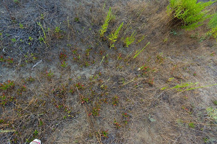 Oenothera biennis / Enagra comune