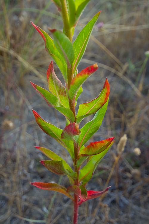 Oenothera biennis / Enagra comune