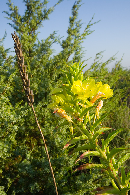 Oenothera biennis / Enagra comune