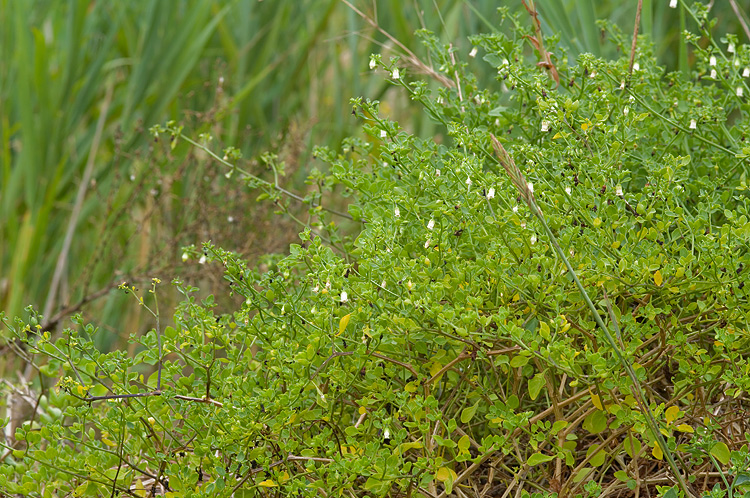 Salpichroa origanifolia - Salpicroa