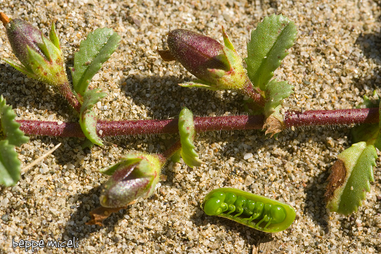 quiz - Ononis variegata