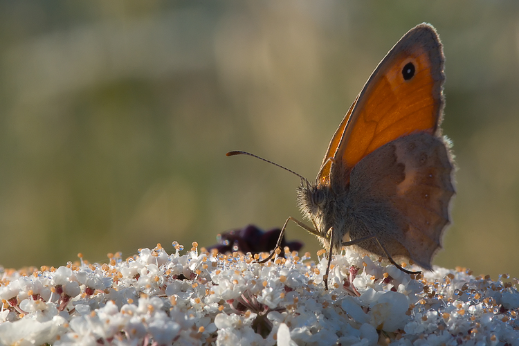 Nymphalidae - Chiavi di lettura