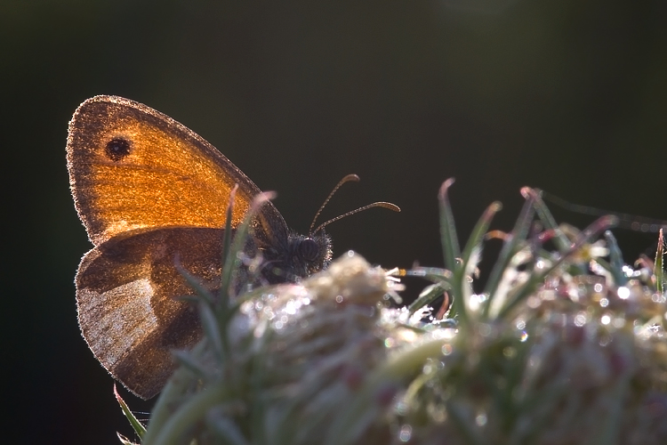 Nymphalidae - Chiavi di lettura