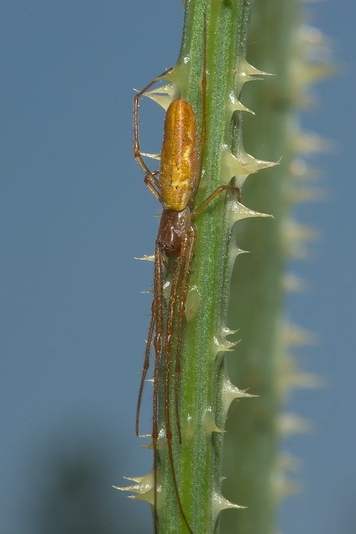 Tetragnatha sp.