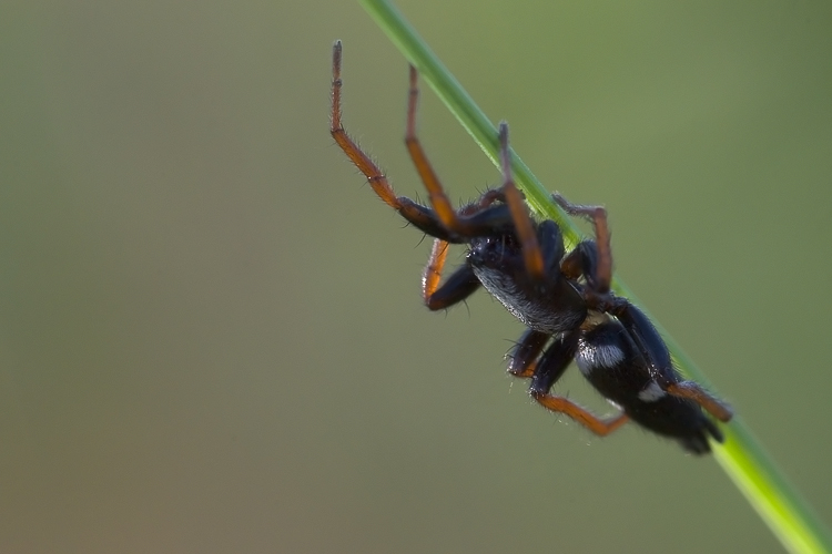 Aphantaulax trifasciata